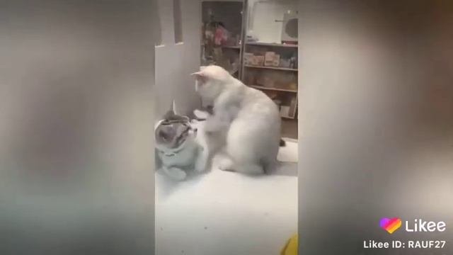 Аджонси бита койлак смотреть онлайн