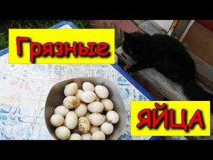 УТЯТА из грязного ЯЙЦА, начался вывод в ИНКУБАТОРЕ