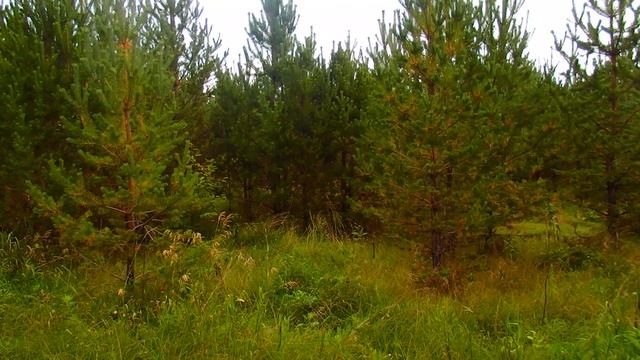 Рыжики ! Царские грибы ! Собираем вместе в друзьями ! смотреть онлайн