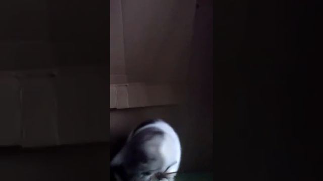 Шотландский кот Гамлет смотреть онлайн