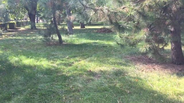 Город Анапа. Осенние листья шумят и шумят в саду... смотреть онлайн