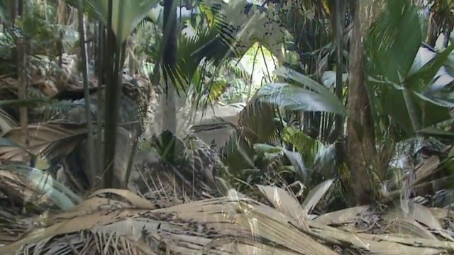 Сейшельские острова. Заповедник Валле де Мэй на острове Праслен смотреть онлайн