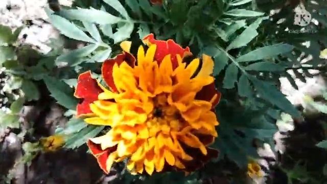 Львиный зев,бархатцы,нигелла,окопник и др. смотреть онлайн