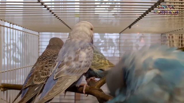 ? Попугай часто чистится или чешется? смотреть онлайн