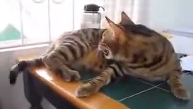 Бенгальская кошка болтает с птичкой   Bengal Cat Chattering At Bird