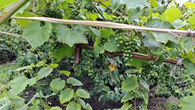 Дача Ждем урожай смотреть онлайн