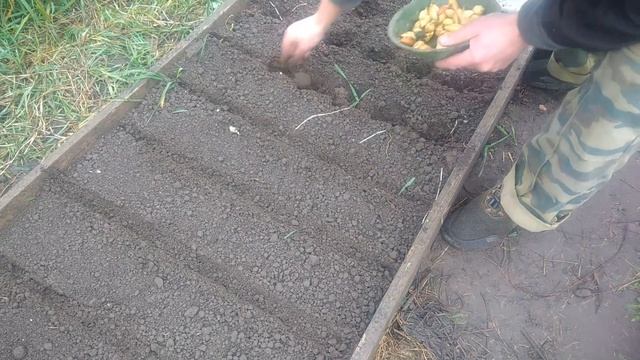 Посадка лука севка осенью под зиму.Самый простой способ посадки озимого лука смотреть онлайн