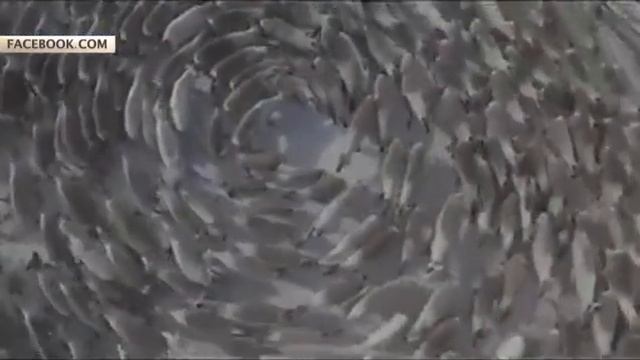Загадка северных оленей! Коптер снял хороводы животных на Кольском полуострове смотреть онлайн