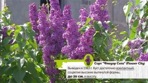 СОРТА СИРЕНИ С ЯРКИМИ И НАСЫЩЕННЫМИ ЦВЕТАМИ.  Вы их не забудете!