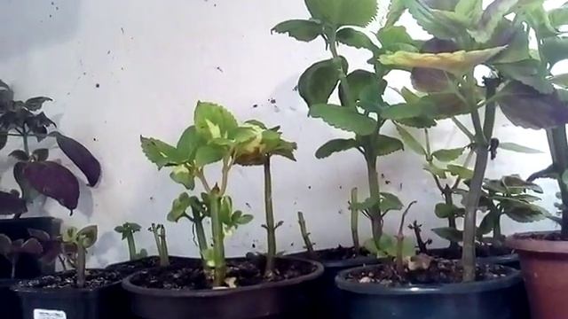 Рассада. Сарай- теплица ! О, как !))))) смотреть онлайн