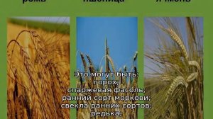 Что можно сажать после лука