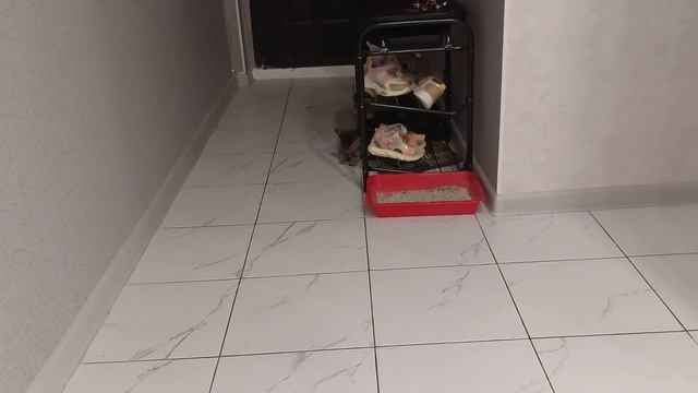 Бенгал + шотландец = кот метис скотиш фолд бенгал