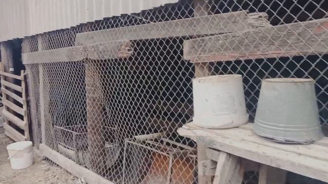 Откорм бычков. Советы по содержанию быков смотреть онлайн