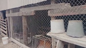 Откорм бычков. Советы по содержанию быков