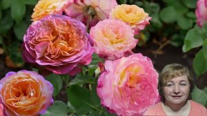 Обзор и описание розы Лё Рози де ля Мемуар (флорибунда) -  Le Rosier De La Memoire (Massad, 2019)