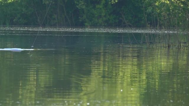 SURFACE FISHING FOR CARP - HOW TO SET UP A BOLT MACHINE RIG смотреть онлайн