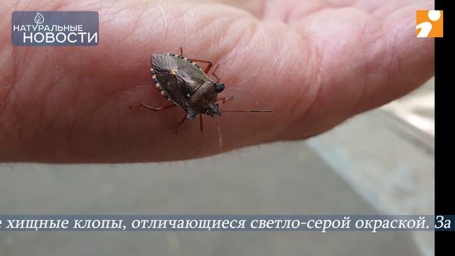 Хищные клопы спасают растения в Твери смотреть онлайн