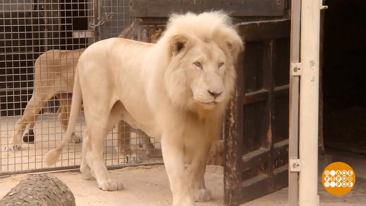 В мире. Львиный 