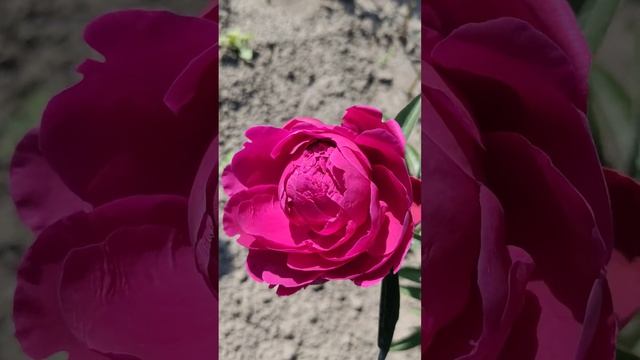 AVIS VARNER Peony #peony