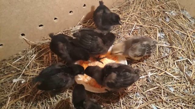 УХЕЙИЛЮЙ ЦЫПЛЯТА 14 дней смотреть онлайн