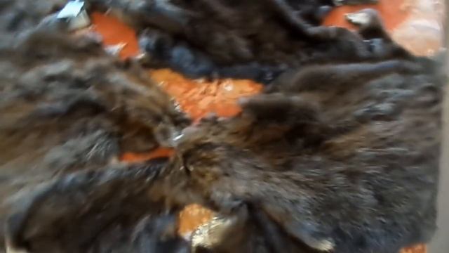 Шкуры бобров, изделия из шкур смотреть онлайн