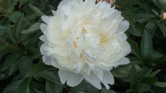 Peony Garden 5-14-2017 Peony Gardenia