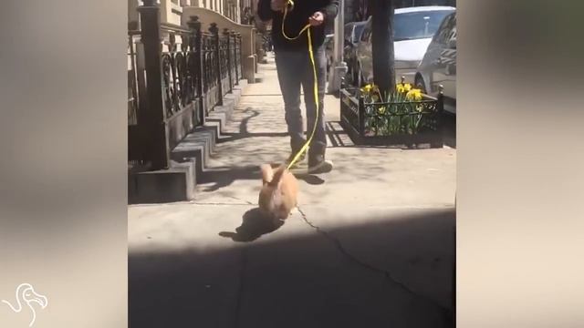 Giant Bunny Loves When He Gets To Go On Walks | The Dodo смотреть онлайн