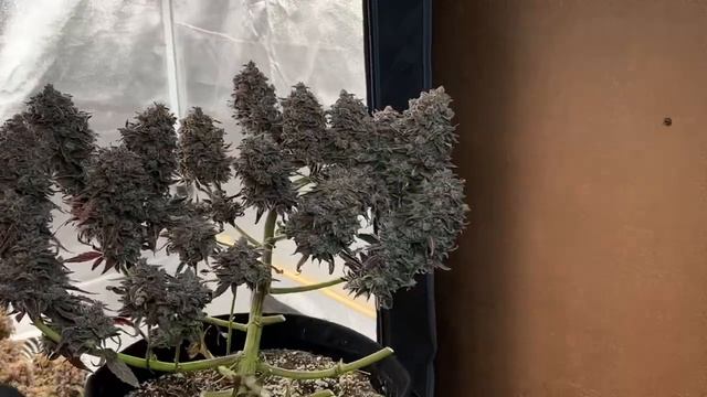 Autoflower Power | Night Owl Seeds - Outlier Z Harvest W/  Yield, Dense & Frosty Colas Using LED’s