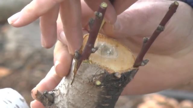 Весенняя прививка персика черенком.