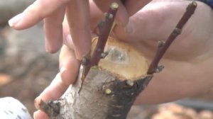 Весенняя прививка персика черенком.