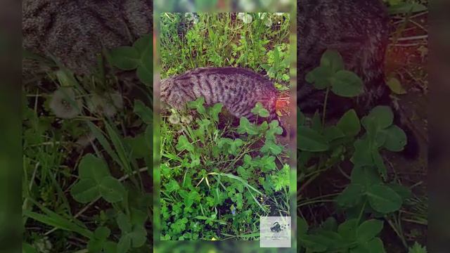 Дождик из одуванчиков!!!|| Dandelion rain!!! смотреть онлайн
