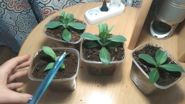 Зачем прищипывать эустому. Прищипка эустомы. смотреть онлайн