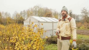 Смородина размером с вишню. Обрезка красной и черной смородины.