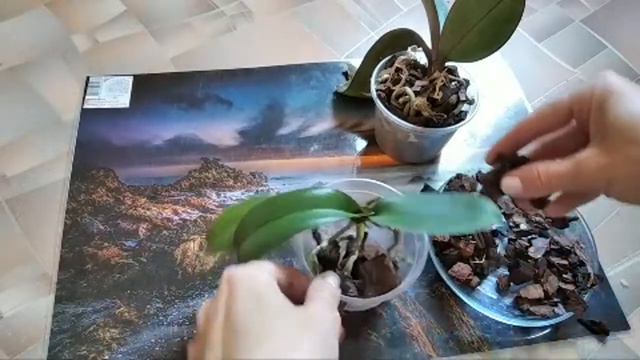 Почему Нельза Обрезать Сухие Корни смотреть онлайн