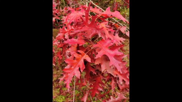 Quercus rubra смотреть онлайн