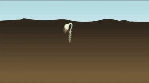 Прорастание семян