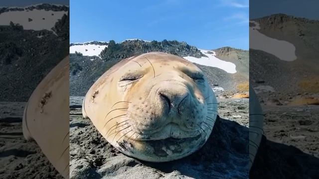 Нерпа хрюкает