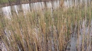 Рыбалка. Ловля карася на боковой кивок весной. Рыбалка на удочку весной.