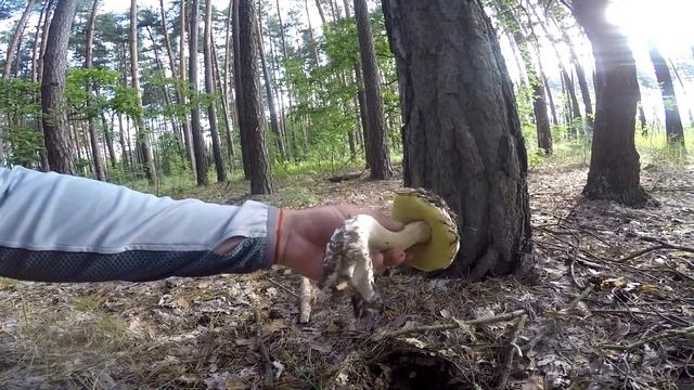 БІЛІ ГРИБИ ПОЛІЗЛИ МАСОВО!!! ЛІТО 2023. Неймовірна ГРИБНА ЮШКА прямо в ЛІСІ! Сумщина! смотреть онлайн