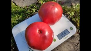 Розовая Магия - вкуснейший сорт розового томата из Болгарии!