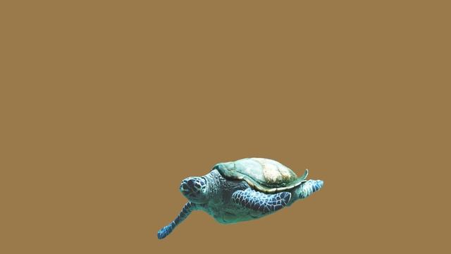 черепахи, наземная черепаха а также морская черепаха смотреть онлайн