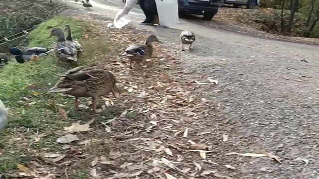 Surprise # Ducks in Bashkiria смотреть онлайн