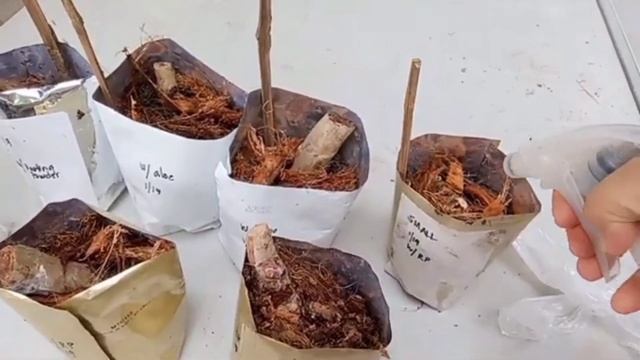 Philodendron Cuttings | Nodes Propagation with Update #PhilodendronDarkLord смотреть онлайн