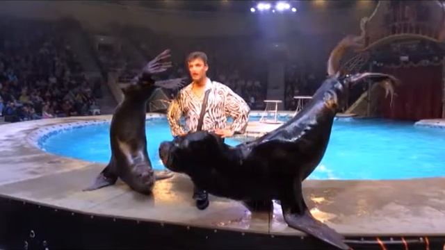 ЦИРК: ШОУ НА ВОДЕ (27.10) смотреть онлайн