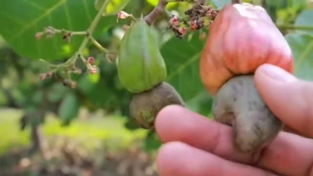 Как выращивают Кешью в этой деревне. смотреть онлайн