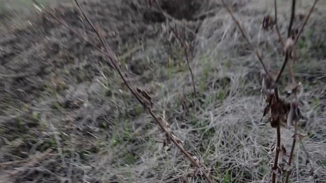 Большие желтые цветы апреля смотреть онлайн