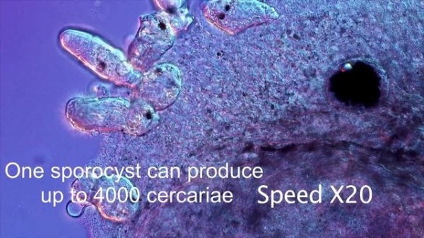 Life cycle of the Liver Fluke: Fasciola hepatica