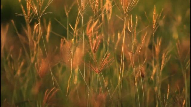 Как воплотить желание в реальность? Медитация на исполнение желаний смотреть онлайн