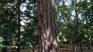 Визуальные отличия сосны крымской от черной.