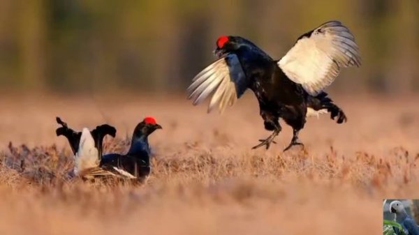 Голоса птиц: тетерев, или тетерев-косач